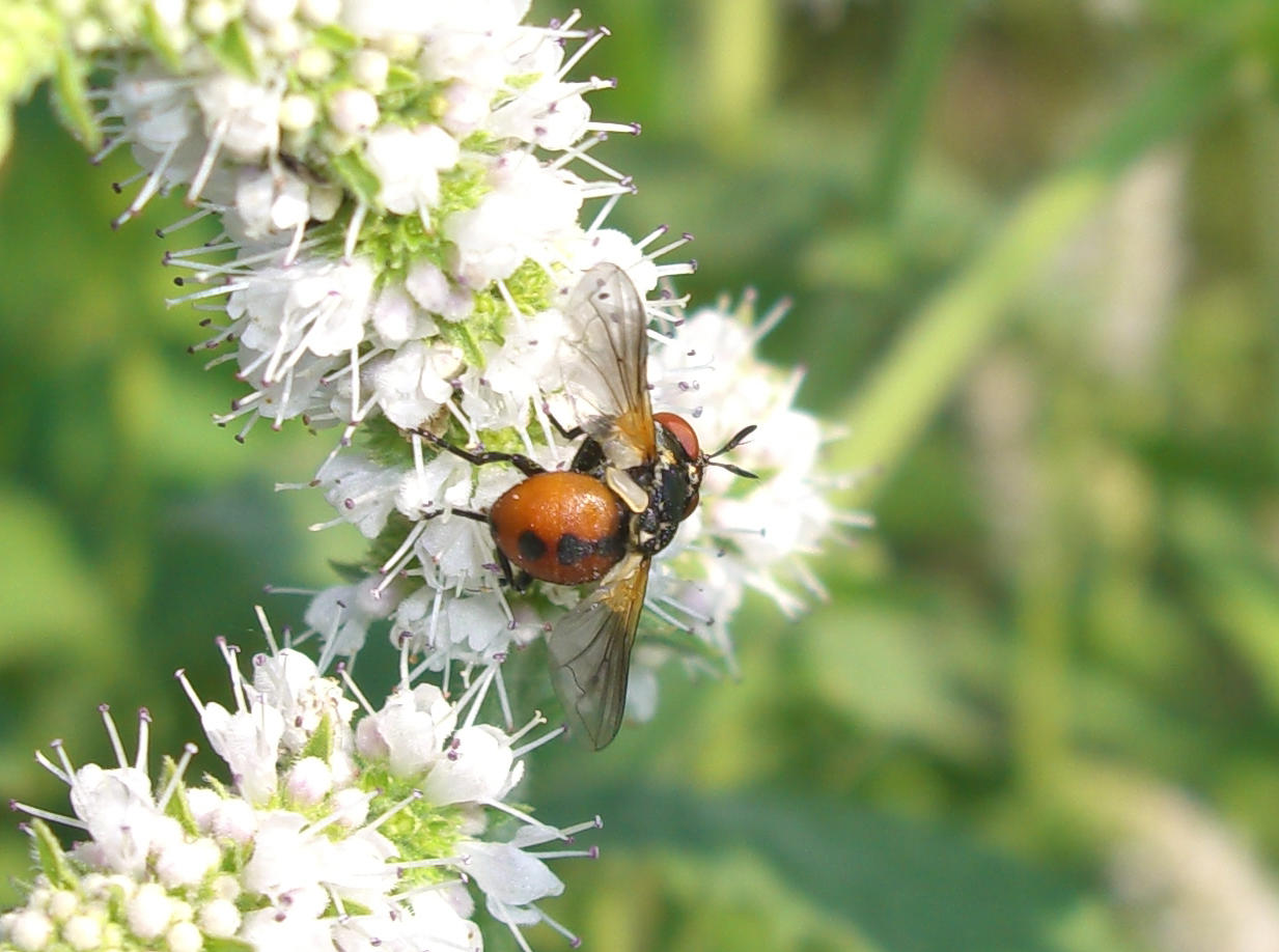 Tachinidae - Gymnosoma sp.?